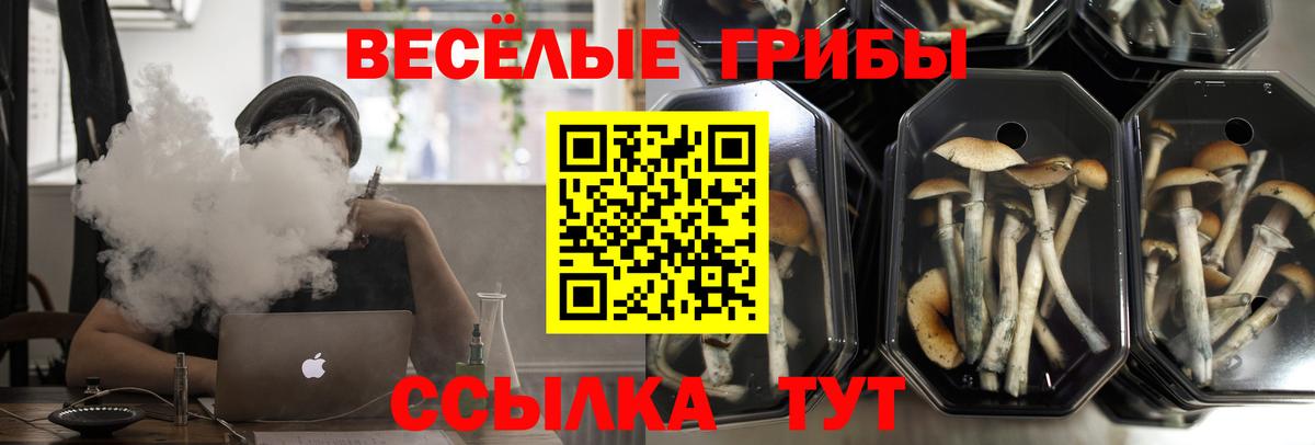 Псилоцибиновые грибы Psilocybine cubensis Карпинск